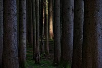 Bernhard Saalfeld - Wald in Ofterschwang